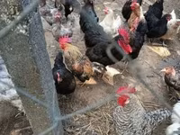 Chickens — 照片 4