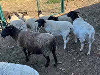 Sheep, Dorper sheep — photo 4