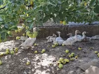 Ducks — foto 3