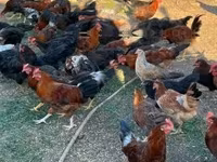 Chickens — फ़ोटो 5