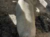Süldőanya, Sertések — 2. fotó