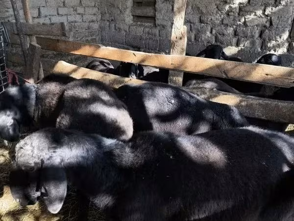 Qoyunlar (partiya, cinsi göstərilməyib), Qoyunlar