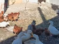 Chickens — 照片 7