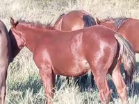 Бие, Kazakh horse — 4-сурет