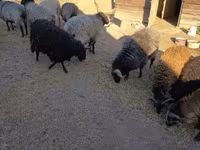 Kos, Racka sheep — 4. fotó