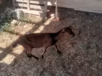 公山羊, Goats — 照片 5