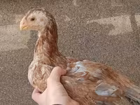 Chickens — الصورة 2