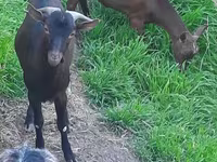 Nőstény kecske, Irish goat — 3. fotó