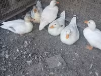 Ducks — 1-сурет