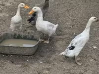 Geese — الصورة 6