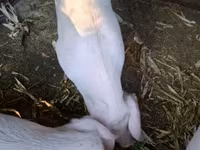 Sow, Pigs — photo 2