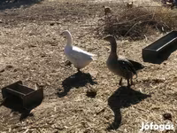 Geese — 照片 3