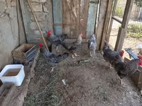 Chickens — 1-сурет