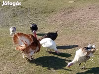 Turkeys — Foto 4