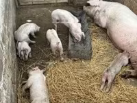 Schweine (Partie, Geschlecht nicht angegeben) — Foto 1