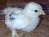 Pekin-Zwerg — Foto 1