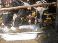 Bull, Holstein breed — photo 6
