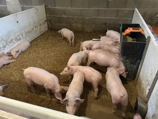 Boar,  — Hungary