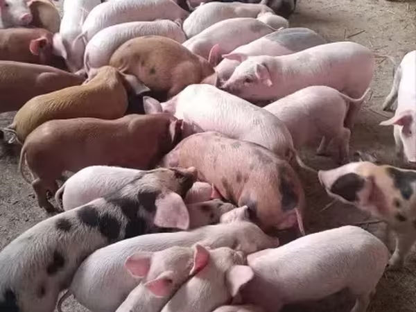 Boar, Pigs