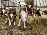 Krowa, Simmental cattle — zdjęcie 1