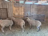 भेड़, भेड़ — फ़ोटो 1