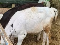 Bulle, Holstein-Rasse — Foto 3