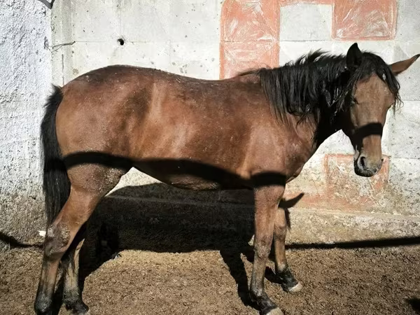 Kanca, Lovak