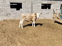 Byk, Simmental cattle — zdjęcie 2