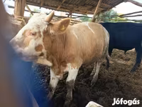 Toro, Simmental cattle — foto 1