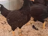 Chickens — 2. fotó