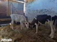 Bika, Russian Black pied cattle — 5. fotó