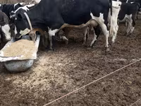 Kuh, Holstein-Rasse — Foto 1