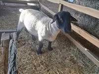 كبش, White Suffolk sheep — الصورة 2