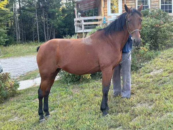 Klisna, Standardbred