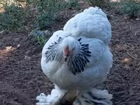 Brahma — zdjęcie 6