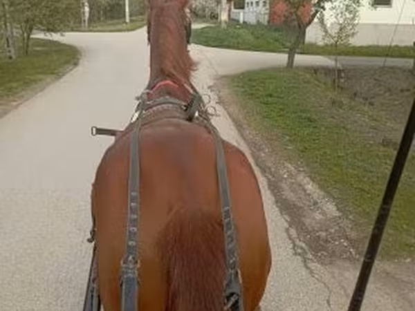 Hengst, Pferde — Ungarn