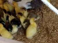 Ducks — फ़ोटो 2