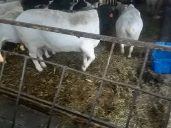 公羊, Dorper sheep