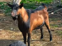 Nőstény kecske, Alpine goat — 4. fotó