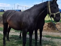 母马, Nonius horse — 照片 2