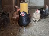 Chickens — الصورة 7