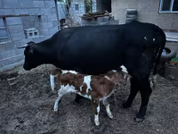Tehén, Latvian Blue cattle — 3. fotó