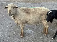 Beran, Hampshire sheep — foto 6