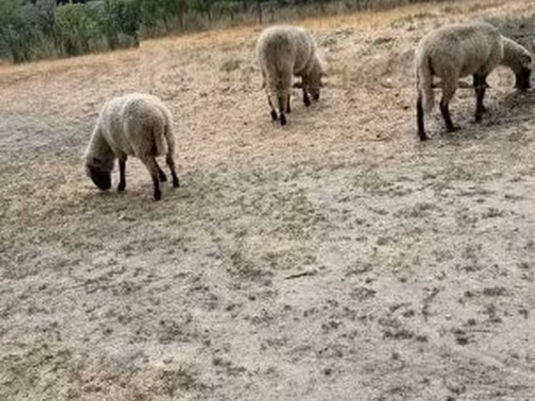 Ovce, Ovce — Maďarsko