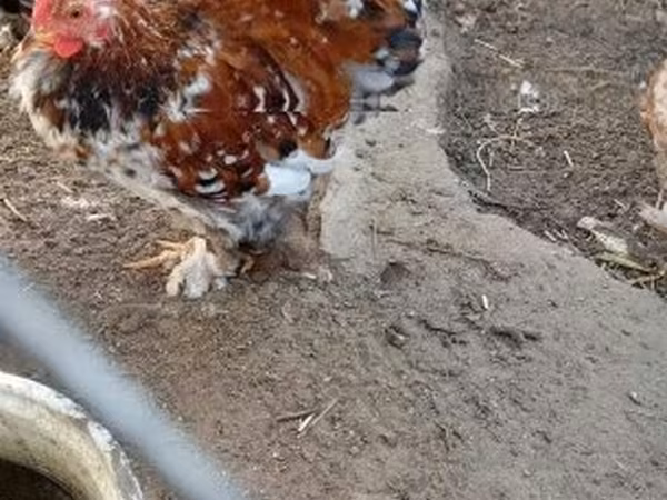 Pekin Bantam
