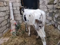 Krava, Russian Black pied cattle — foto 4