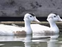 Ducks — zdjęcie 2