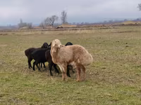 Beran, Arashan sheep — foto 4