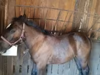 Cheval, Hungarian horse breed — photo 1