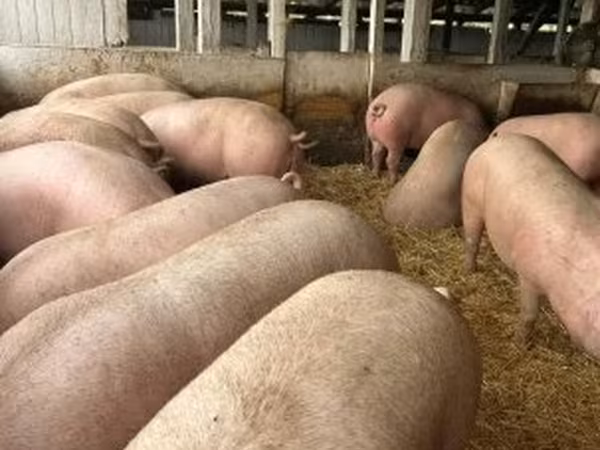 公猪, Pigs